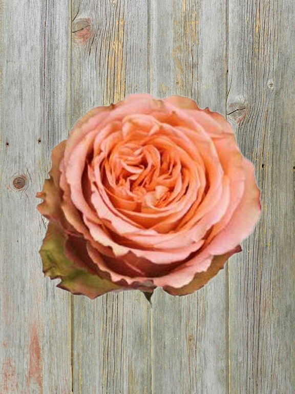 COUNTRY HOME  PEACH GARDEN ROSES